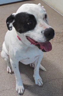 Enlarge Harley--Energetic Lady Available with Vet Care Support for Life, a Adoptable Pointer in Green Valley, AZ image 3/6