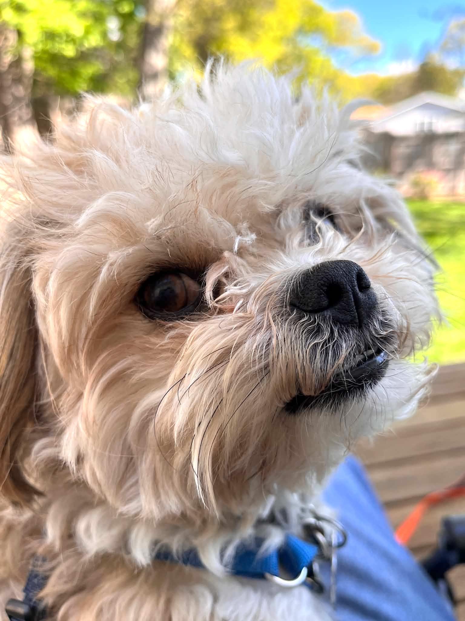 Teddy, an adopted mixed breed in Worcester, MA image 2/6