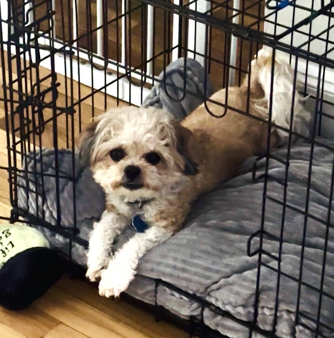 Enlarge Teddy, an adoptable mixed breed in Worcester, MA image 5/6