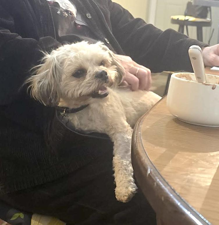 Enlarge Teddy, an adoptable mixed breed in Worcester, MA image 3/6