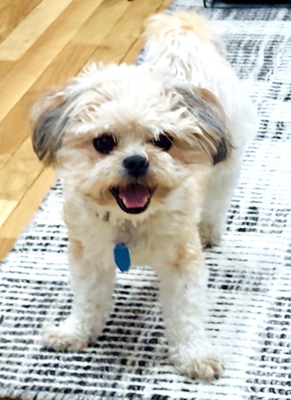 Enlarge Teddy, an adoptable mixed breed in Worcester, MA image 2/6