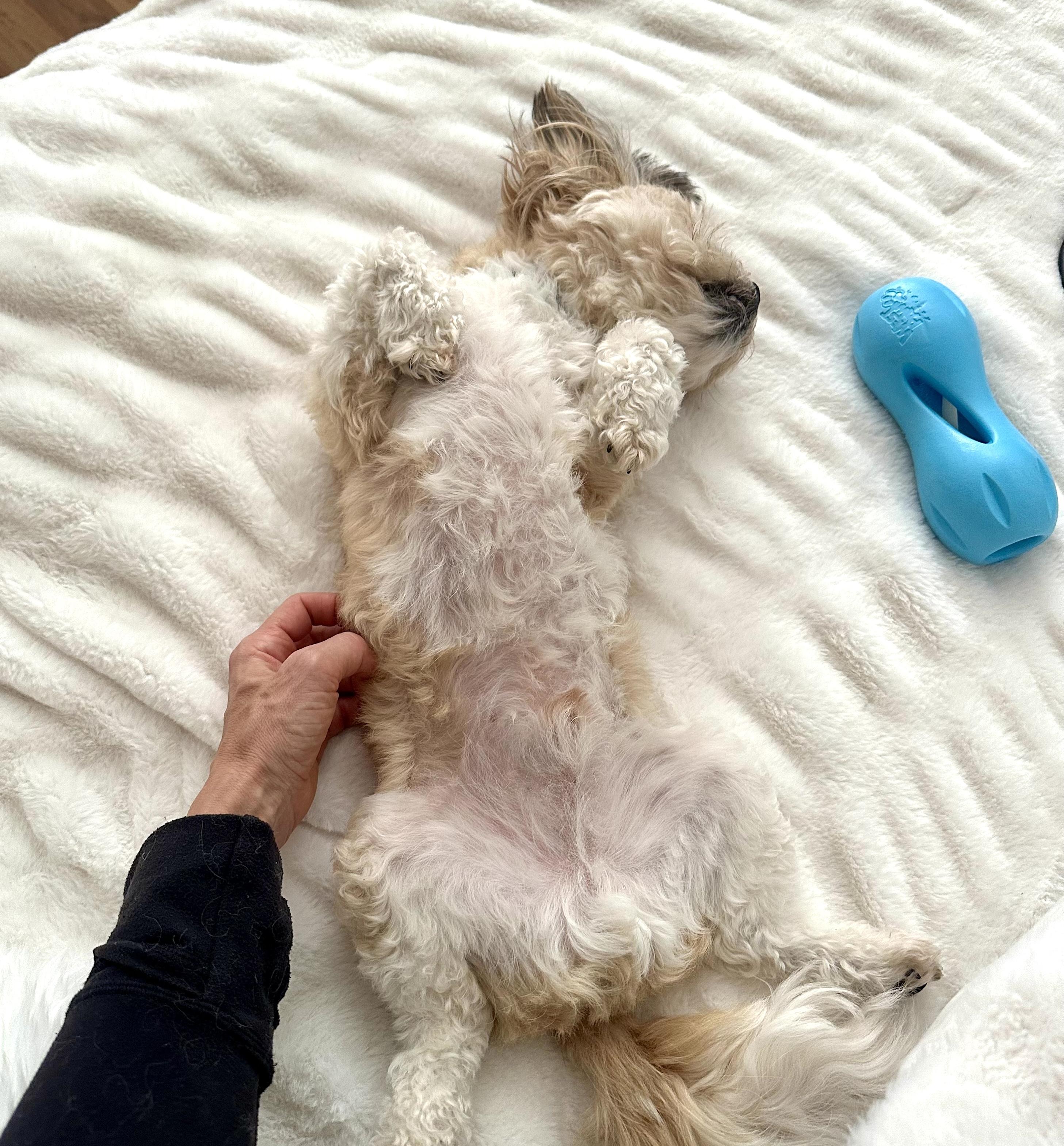 Enlarge Teddy, an adoptable mixed breed in Worcester, MA image 4/6