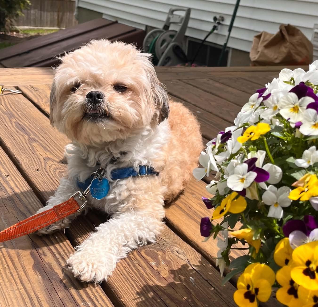 Teddy, an adopted mixed breed in Worcester, MA image 1/6