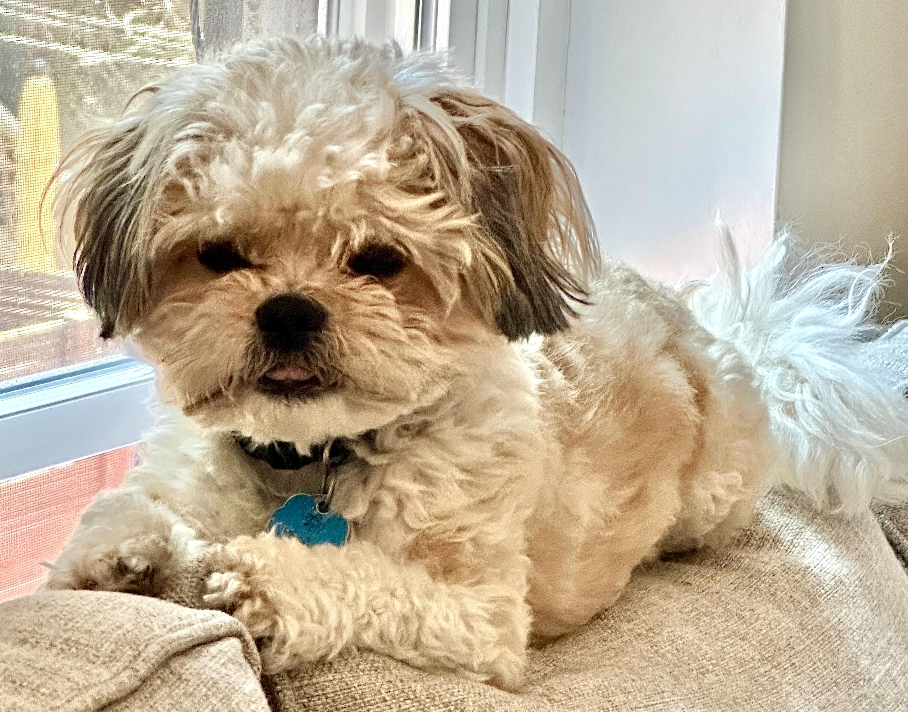 Enlarge Teddy, an adoptable mixed breed in Worcester, MA image 6/6