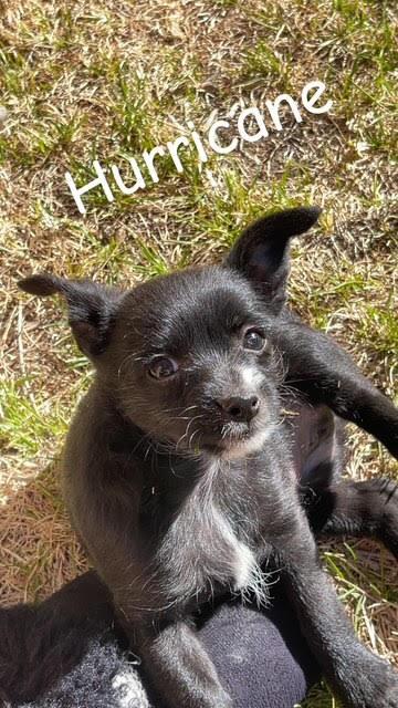 Enlarge Hurricane, a ADOPTABLE Terrier in Salt Lake City, UT image 3/6