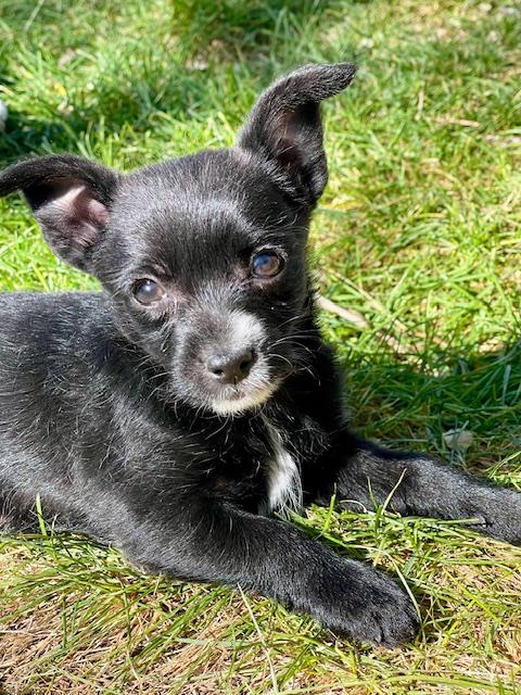 Enlarge Hurricane, a ADOPTABLE Terrier in Salt Lake City, UT image 6/6