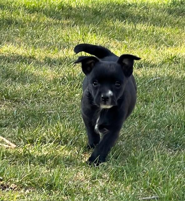 Enlarge Hurricane, a ADOPTABLE Terrier in Salt Lake City, UT image 5/6