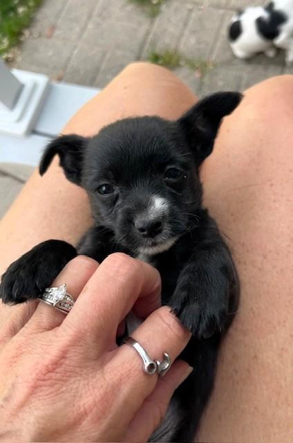 Enlarge Hurricane, a ADOPTABLE Terrier in Salt Lake City, UT image 2/6