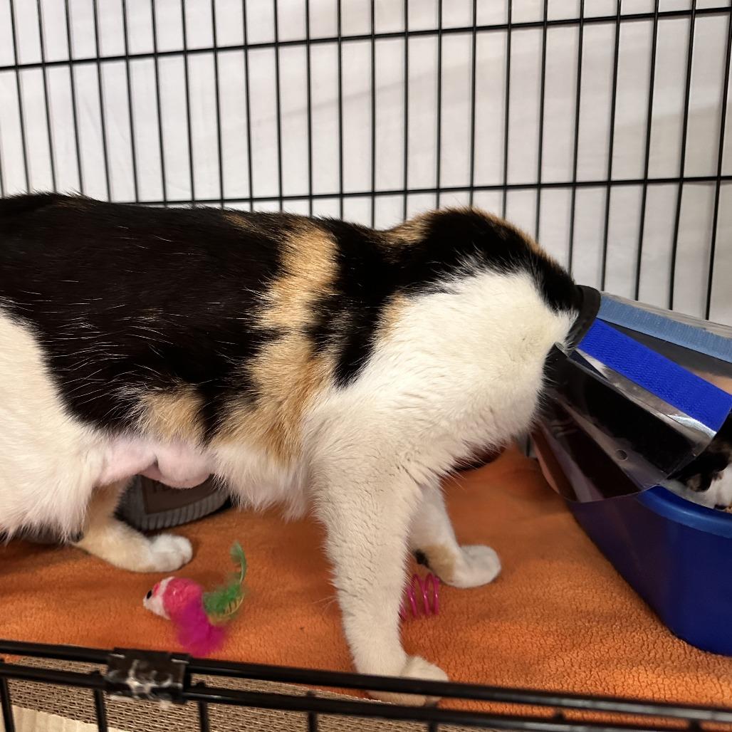 Enlarge Callie, a Adoptable Domestic Short Hair in New York, NY image 1/6