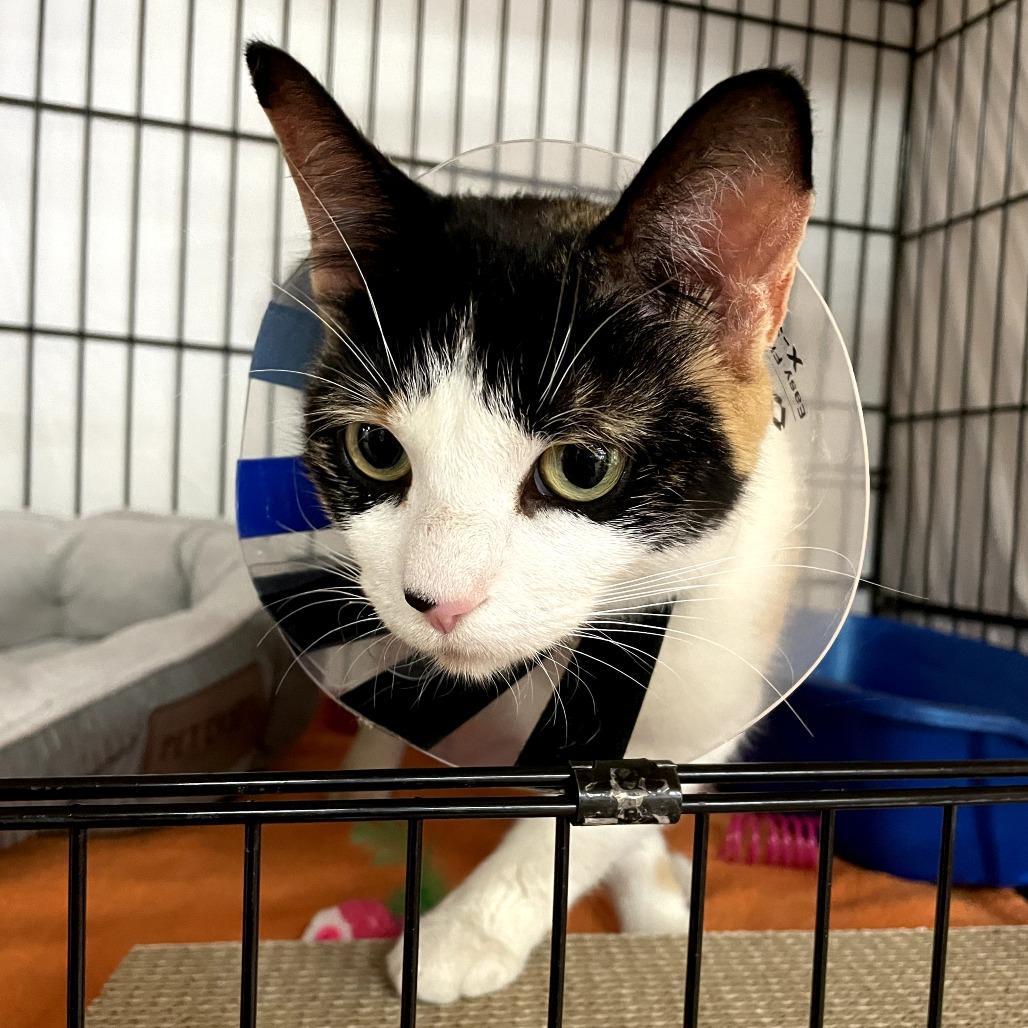 Enlarge Callie, a Adoptable Domestic Short Hair in New York, NY image 2/6