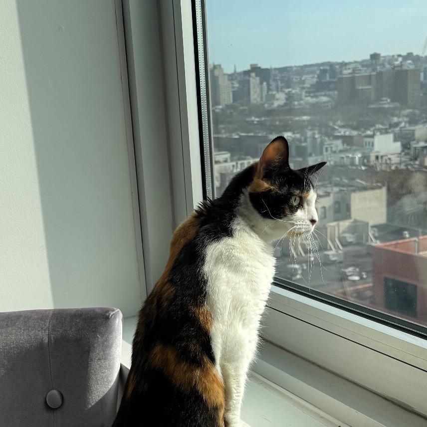 Enlarge Callie, a Adoptable Domestic Short Hair in New York, NY image 1/6
