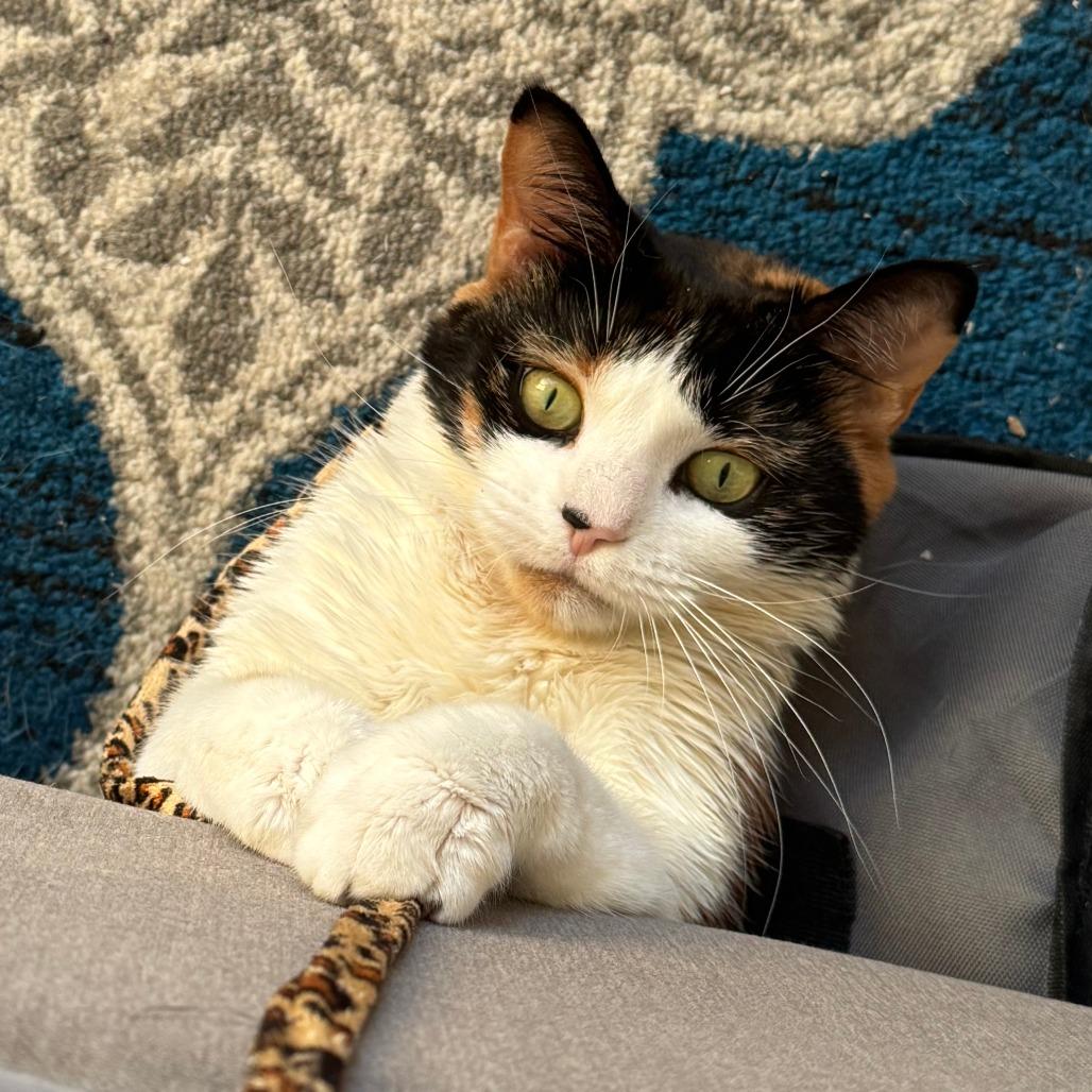 Enlarge Callie, a Adoptable Domestic Short Hair in New York, NY image 2/6
