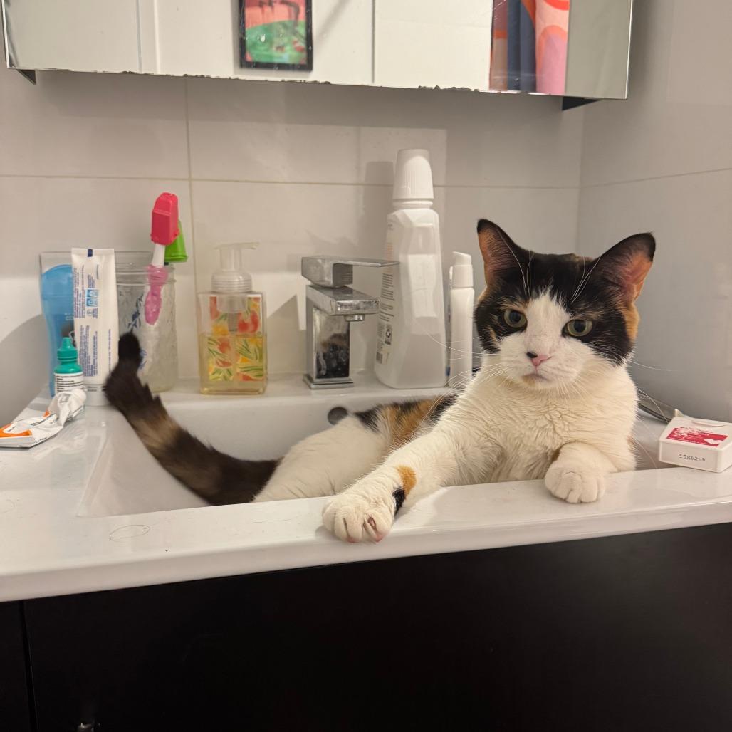 Enlarge Callie, a Adoptable Domestic Short Hair in New York, NY image 3/6