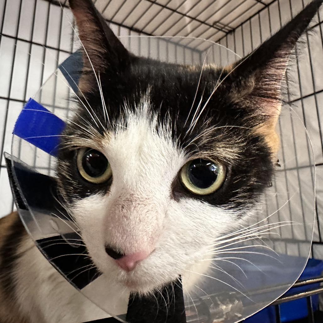 Enlarge Callie, a Adoptable Domestic Short Hair in New York, NY image 3/6