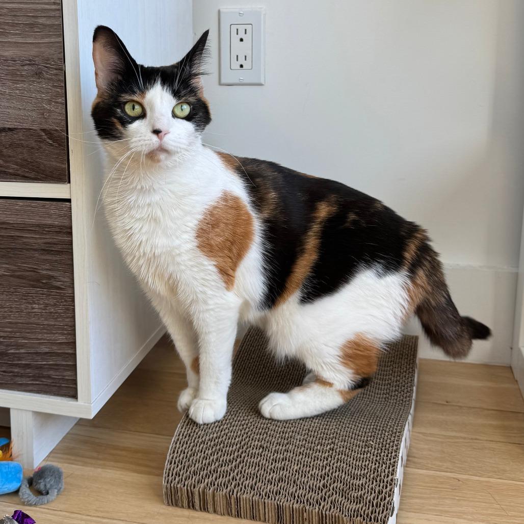 Enlarge Callie, a Adoptable Domestic Short Hair in New York, NY image 4/6