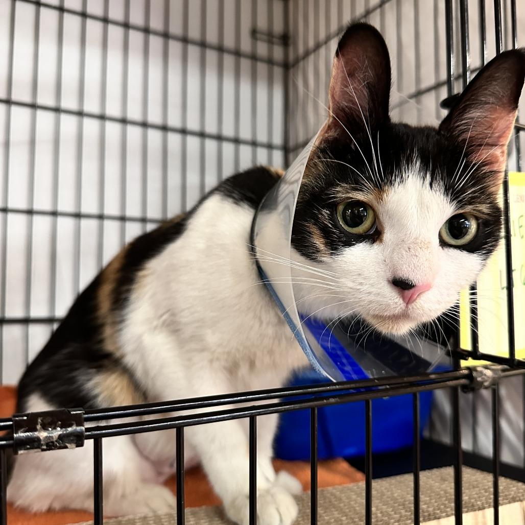 Enlarge Callie, a Adoptable Domestic Short Hair in New York, NY image 5/6