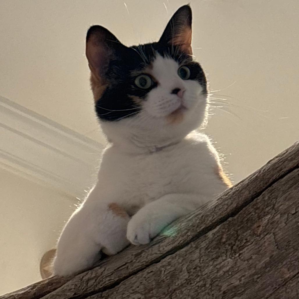 Enlarge Callie, a Adoptable Domestic Short Hair in New York, NY image 5/6