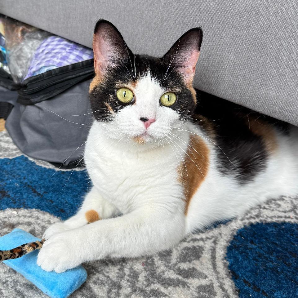 Enlarge Callie, a Adoptable Domestic Short Hair in New York, NY image 6/6