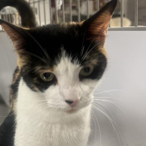 Enlarge Callie, a Adoptable Domestic Short Hair in New York, NY image 6/6