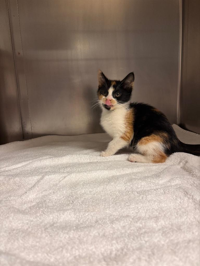 Dorothy, a Adoptable mixed breed in Port Jervis, NY image 3/5
