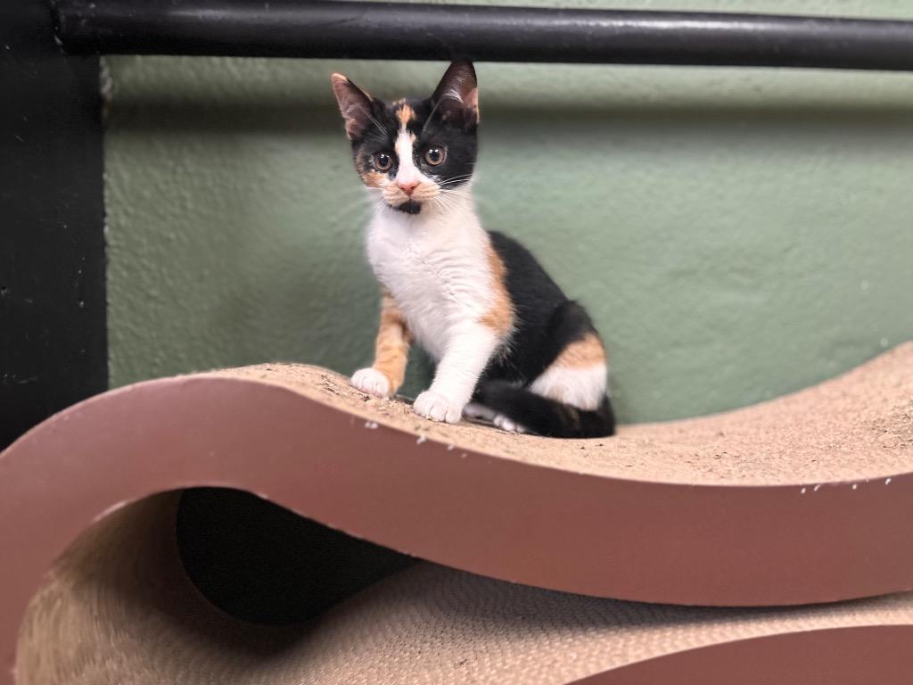Dorothy, a Adoptable mixed breed in Port Jervis, NY image 5/5