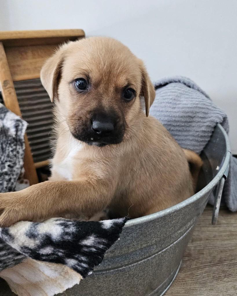 Enlarge Dune $550, a Adoptable mixed breed in Milwaukee, WI image 1/3