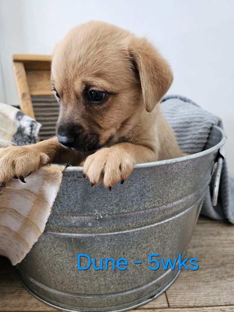 Enlarge Dune $550, a Adoptable mixed breed in Milwaukee, WI image 2/3