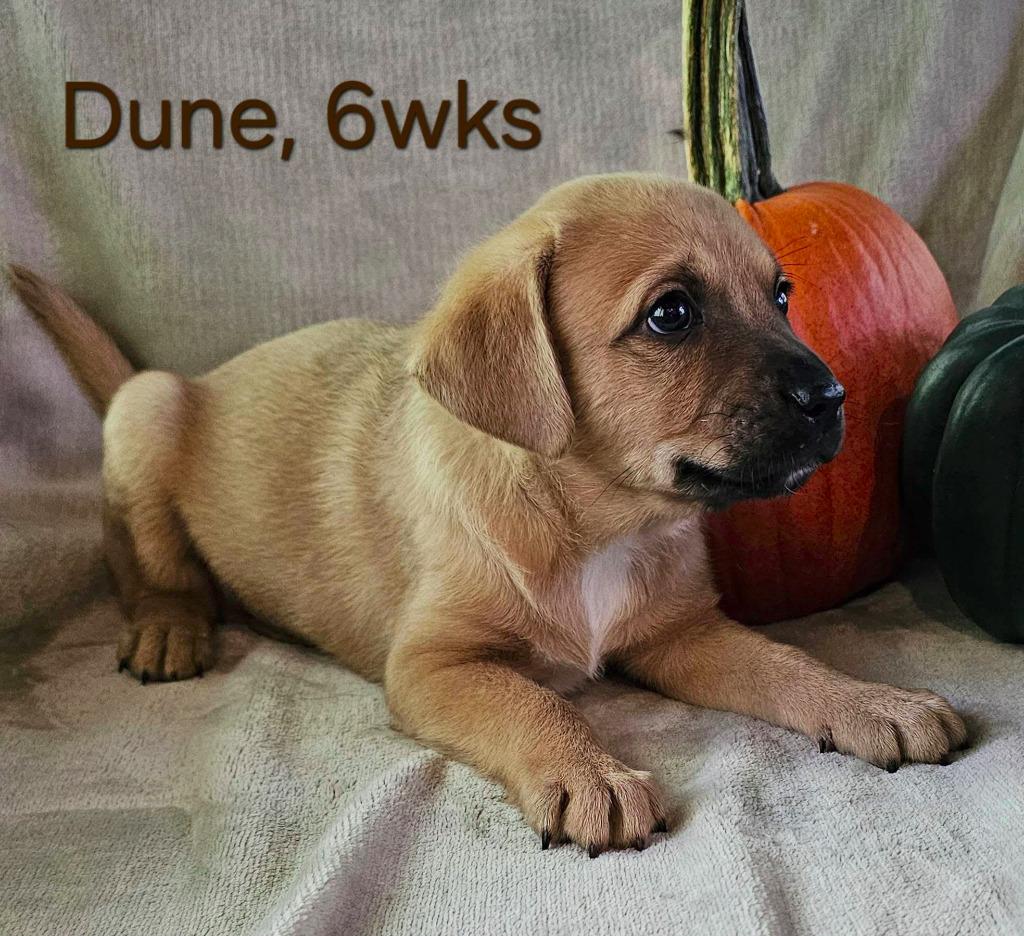 Enlarge Dune $550, a Adoptable mixed breed in Milwaukee, WI image 3/3