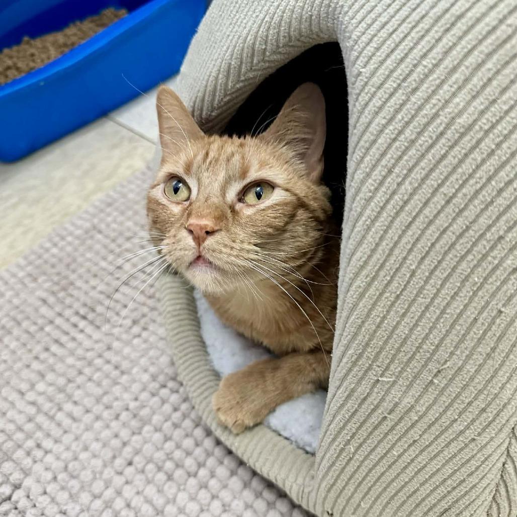 Enlarge Mariana- Eureka Petsense, a Adoptable Domestic Short Hair in Union, MO image 2/6