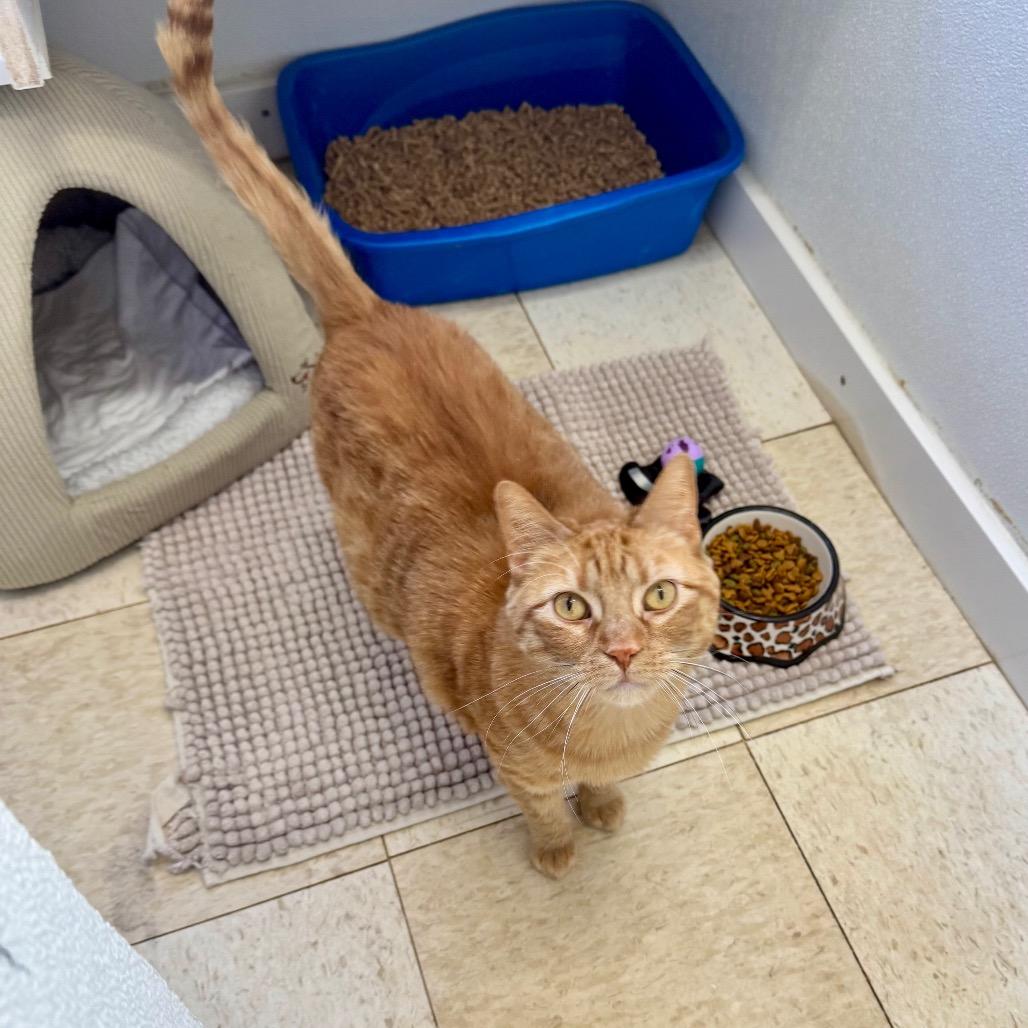 Enlarge Mariana- Eureka Petsense, a Adoptable Domestic Short Hair in Union, MO image 3/6