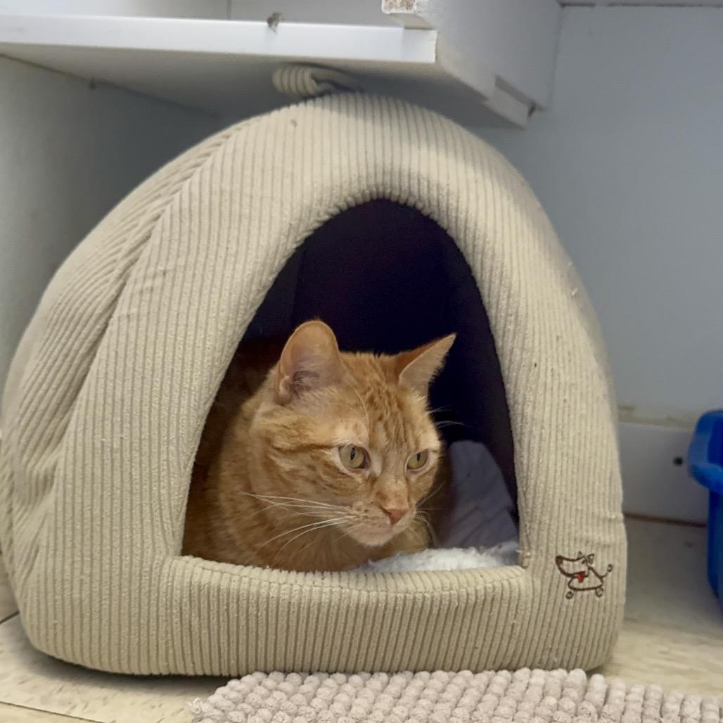 Enlarge Mariana- Eureka Petsense, a Adoptable Domestic Short Hair in Union, MO image 4/6