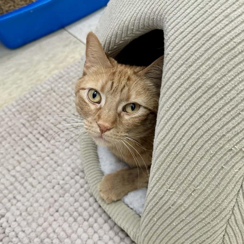 Enlarge Mariana- Eureka Petsense, a Adoptable Domestic Short Hair in Union, MO image 5/6