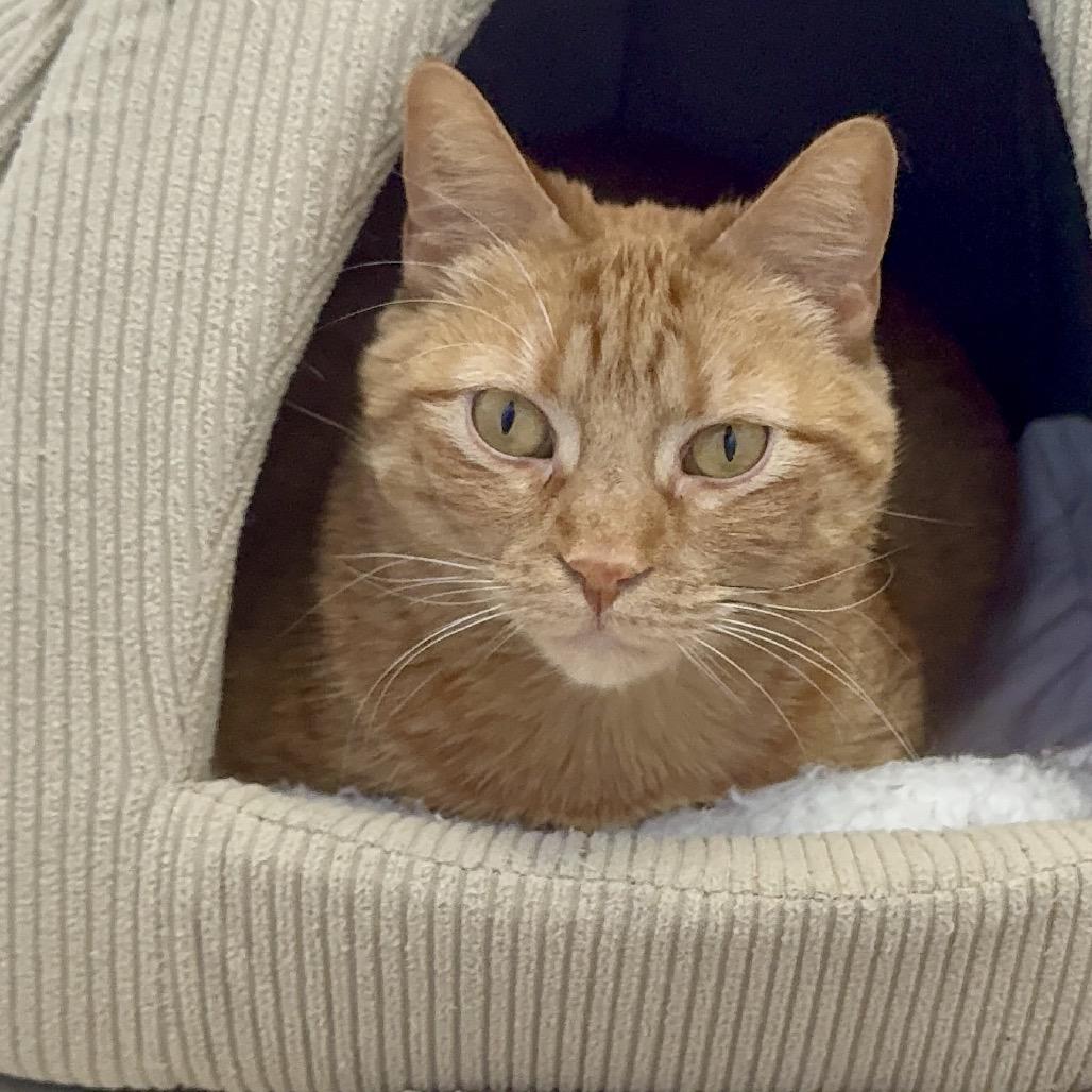 Enlarge Mariana- Eureka Petsense, a Adoptable Domestic Short Hair in Union, MO image 6/6