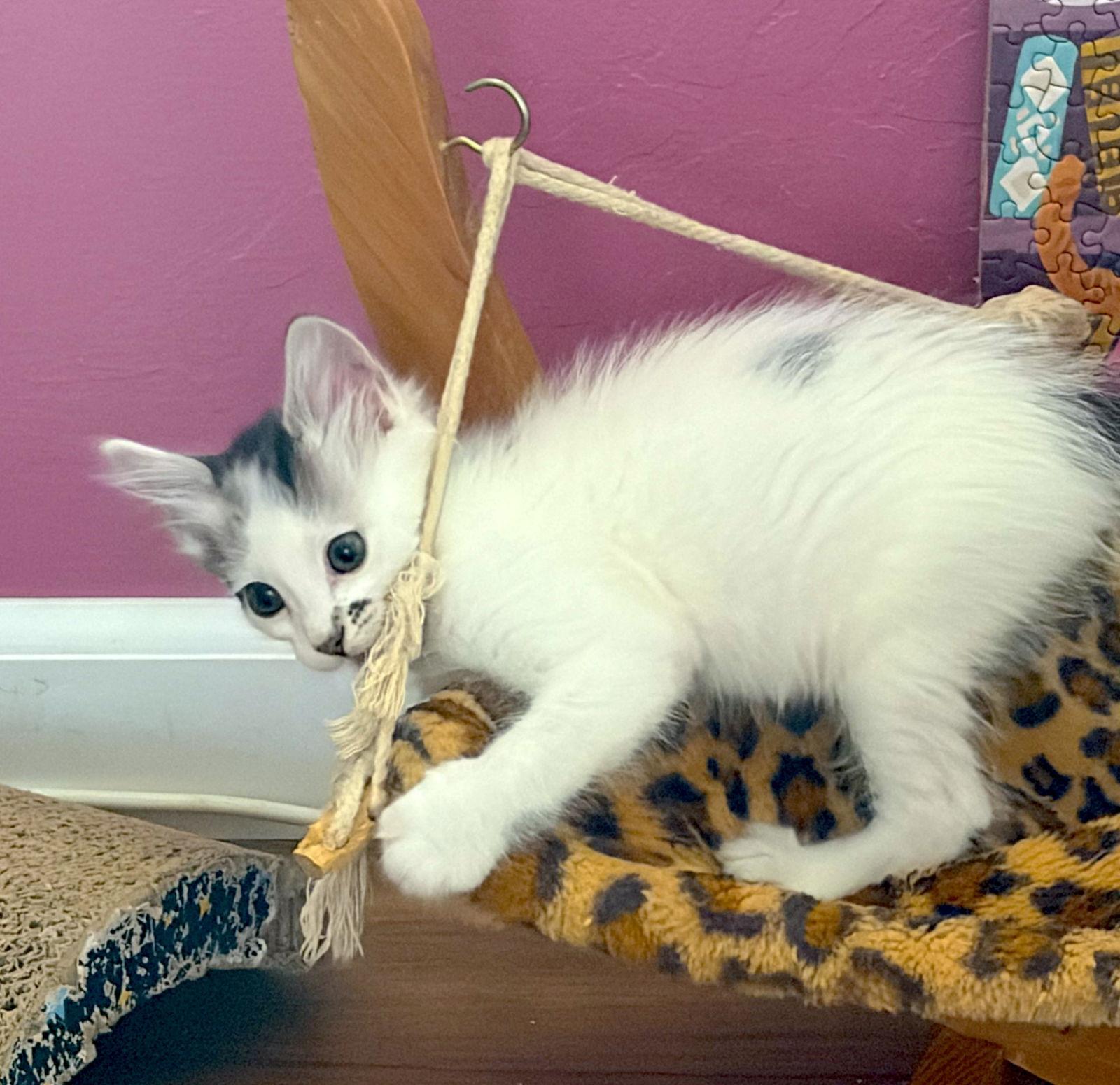 HOLLY - Bonded with Hawthorne, Adoptable, Kitten Female Domestic Medium Hair.