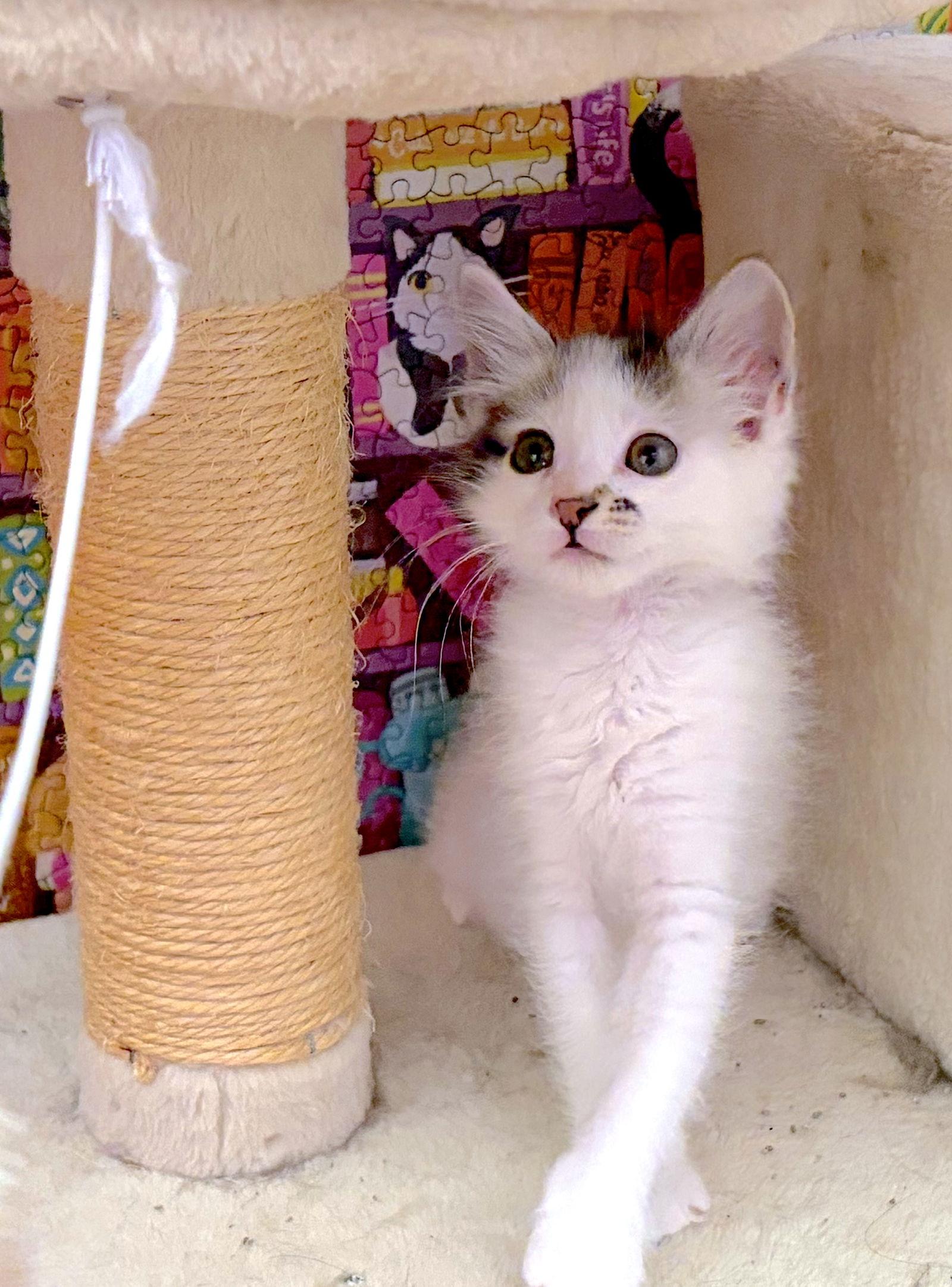 Enlarge HOLLY - Bonded with Hawthorne, a Adoptable Domestic Medium Hair in Fremont, CA image 2/3