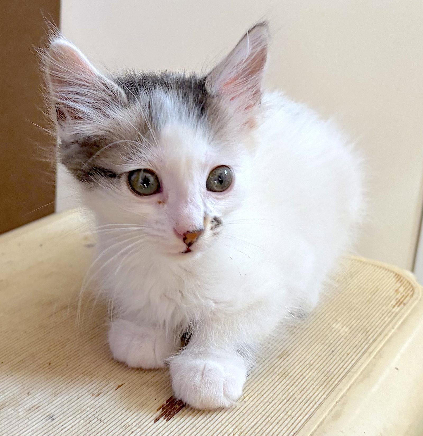 Enlarge HOLLY - Bonded with Hawthorne, a Adoptable Domestic Medium Hair in Fremont, CA image 3/3