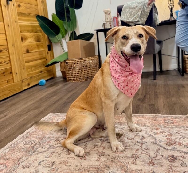 Sandy Pink The Golden Girl of Your Dreams