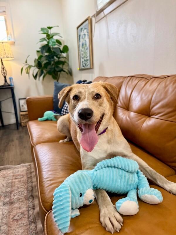 Sandy Pink The Golden Girl of Your Dreams — thumbnail 2