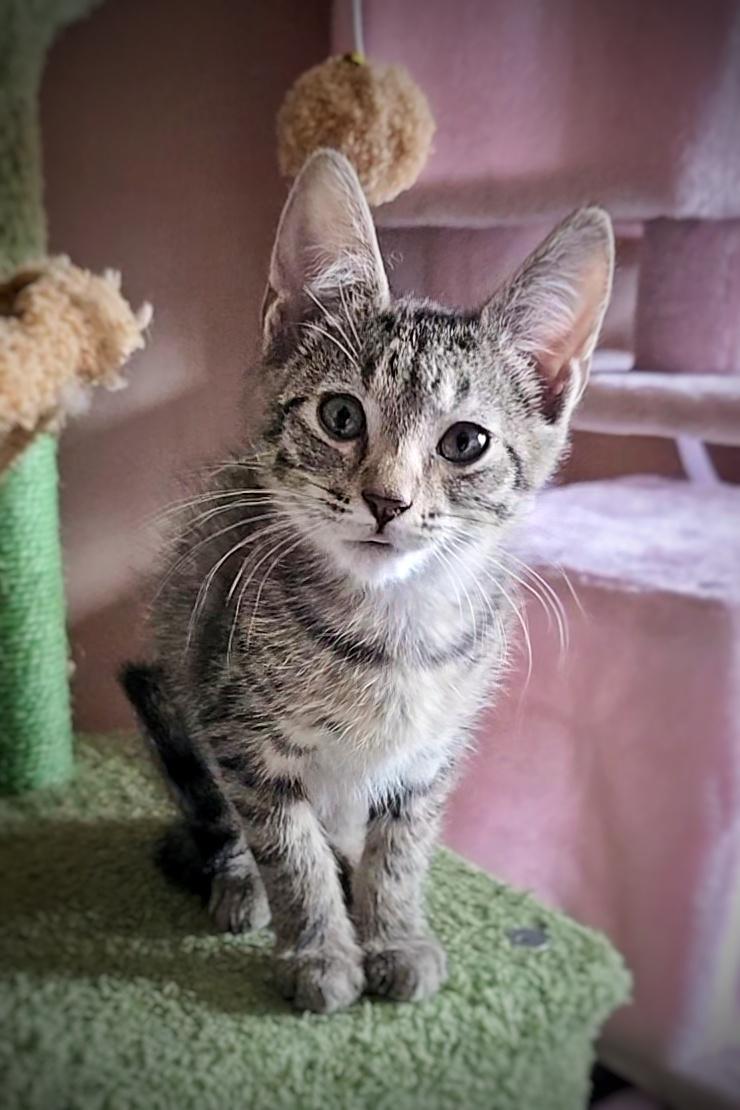 Pretzel, Adopted, Young Male Domestic Short Hair.
