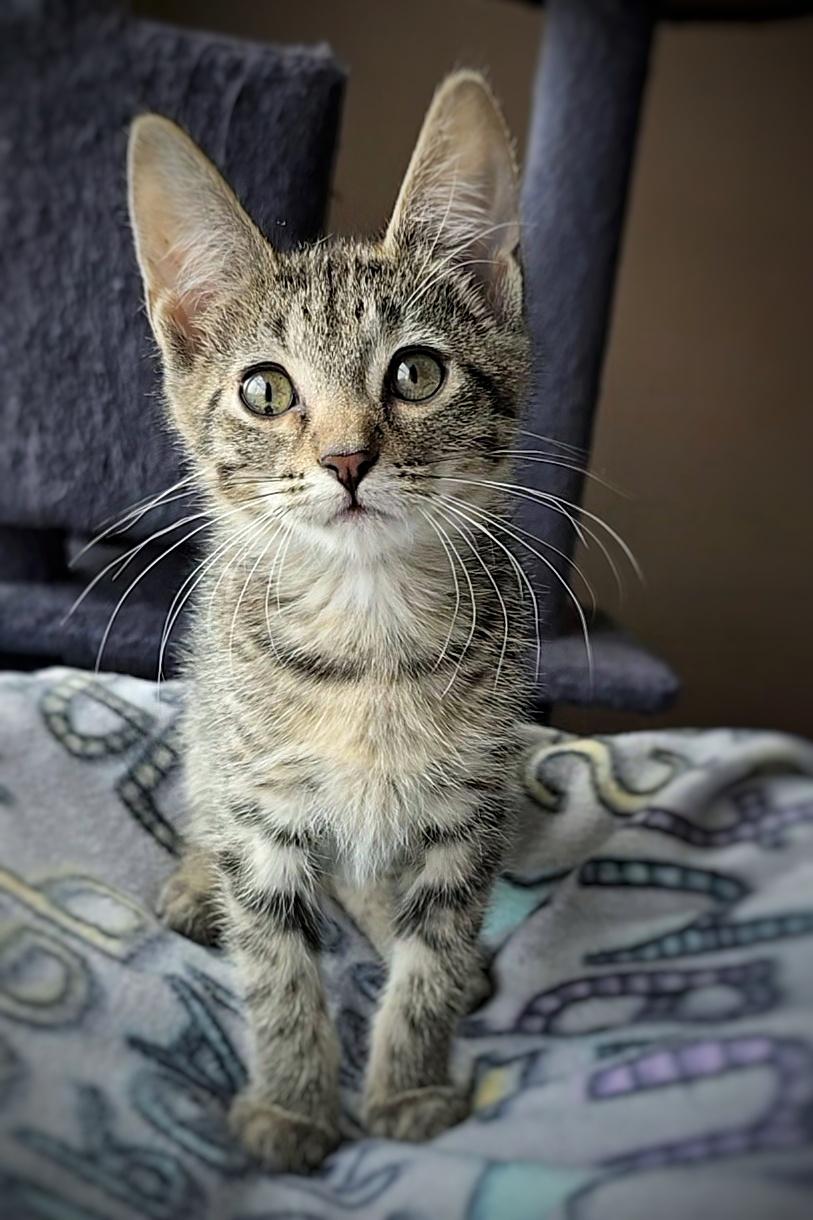 Enlarge Pretzel, a Adopted mixed breed in BREINIGSVILLE, PA image 2/5