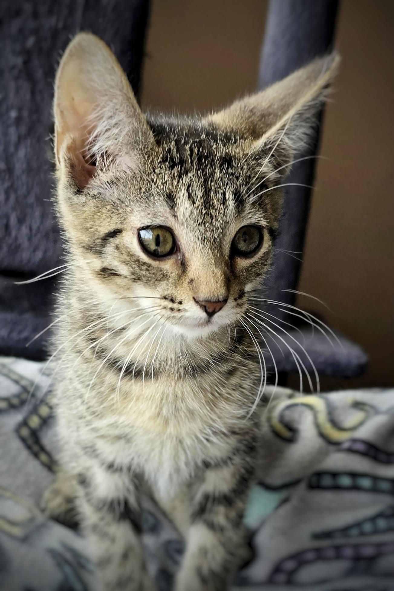 Enlarge Pretzel, a Adopted mixed breed in BREINIGSVILLE, PA image 4/5