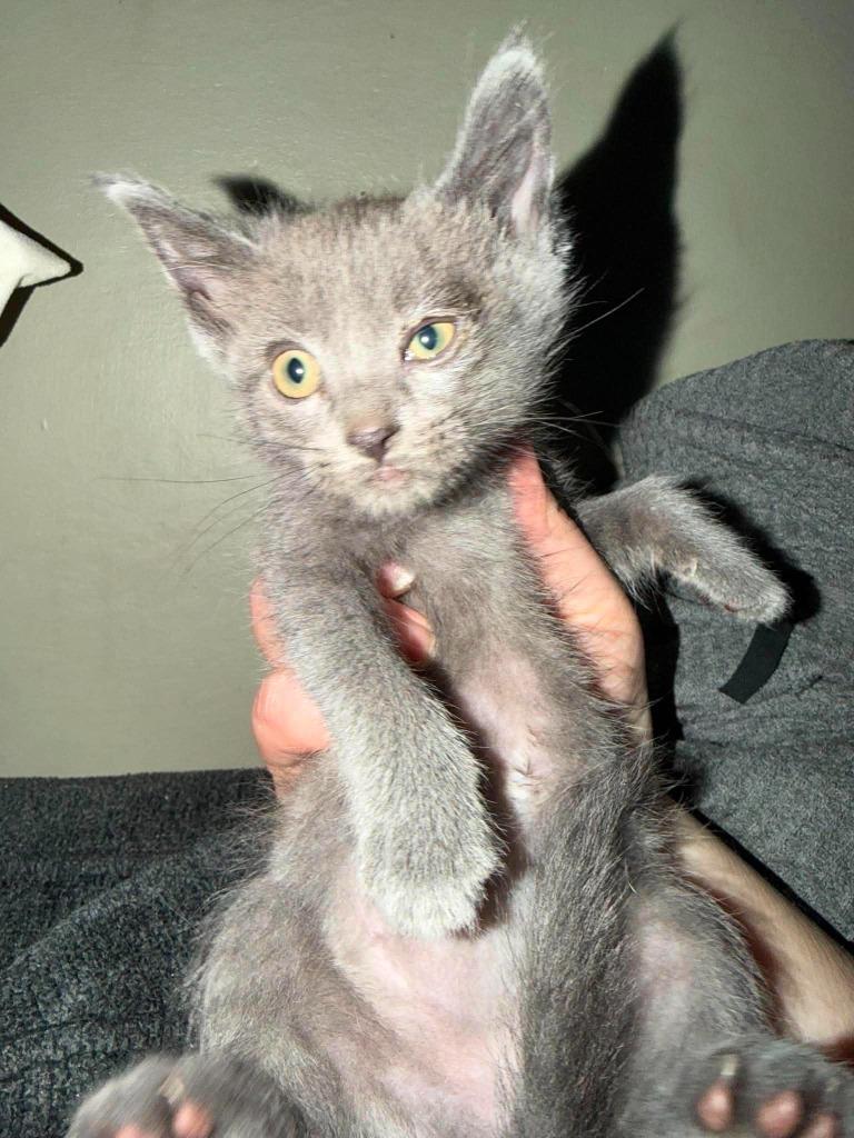 Enlarge Mortadella, a Adoptable Domestic Short Hair in Cloquet, MN image 1/1