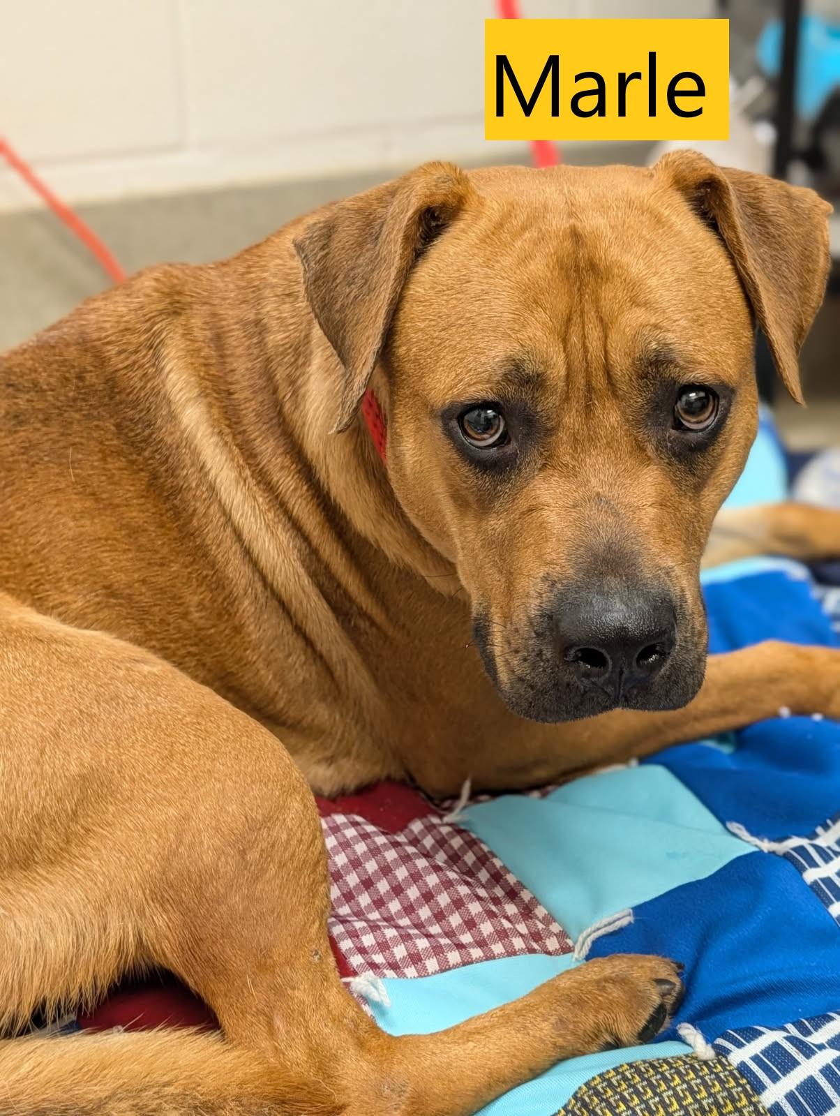 Marle, ADOPTABLE, Adult Female Black Mouth Cur.