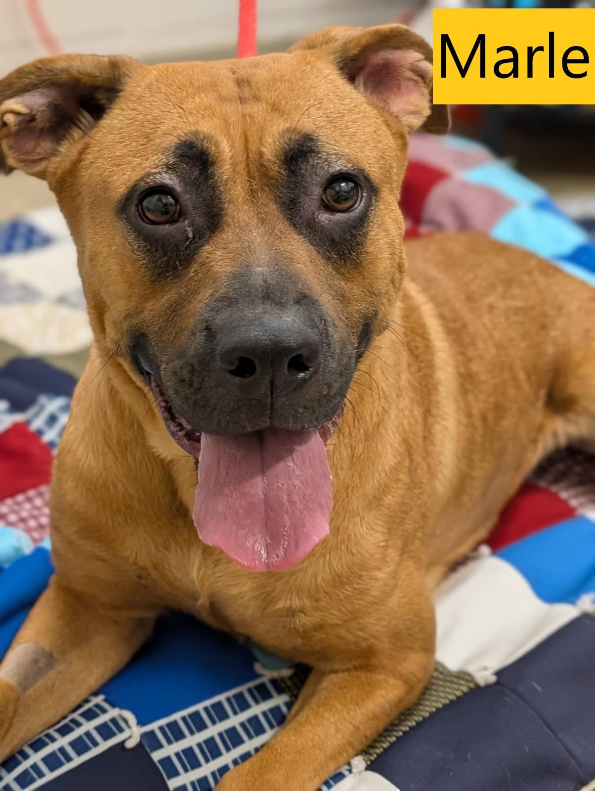 Marle, ADOPTABLE, Adult Female Black Mouth Cur.