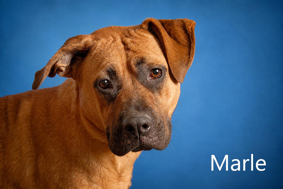 Enlarge Marle, a Adoptable mixed breed in Mount Vernon, OH image 2/2