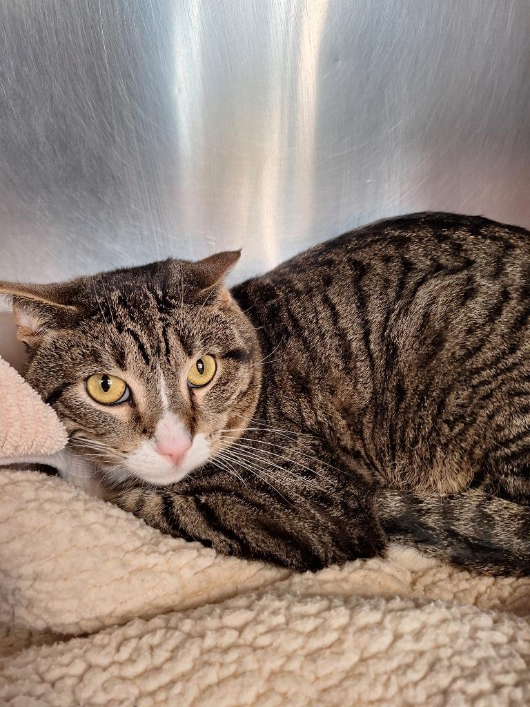 Silent Night, Adoptable, Adult Male Domestic Short Hair.