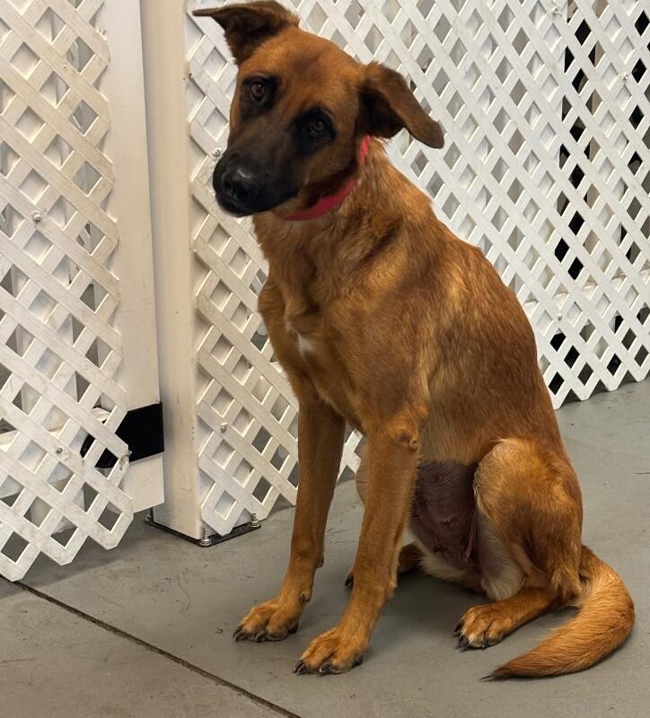 Lucy, Adoptable, Adult Female Shepherd & Retriever.