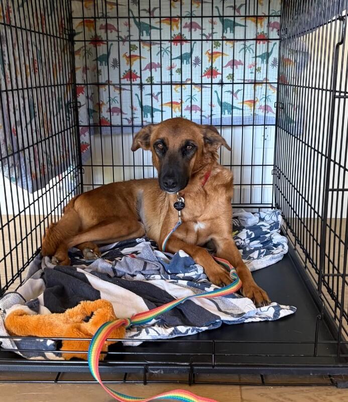 Enlarge Lucy, a Adoptable mixed breed in Van Nuys, CA image 2/6