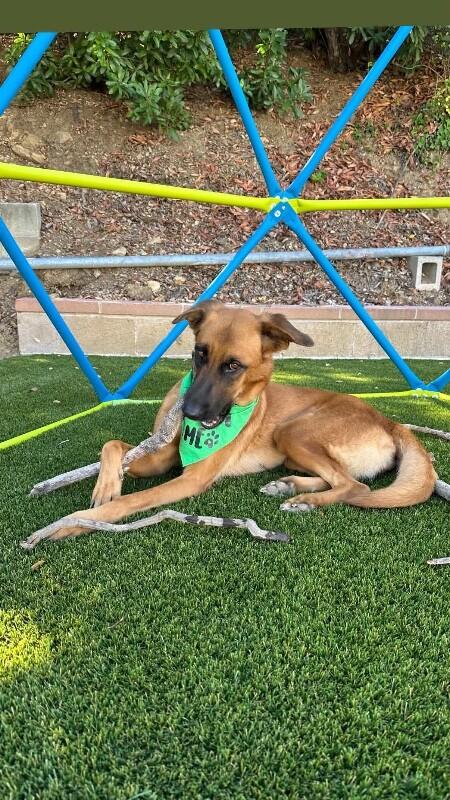 Enlarge Lucy, a Adoptable mixed breed in Van Nuys, CA image 3/6