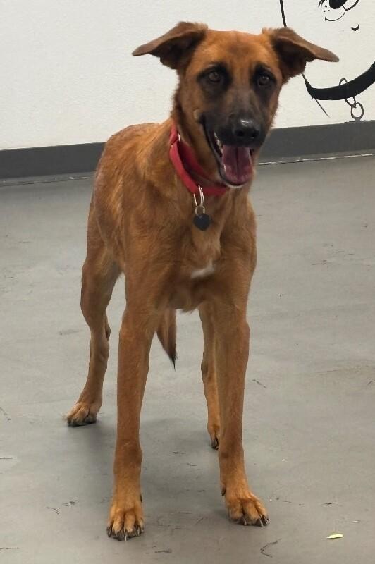 Enlarge Lucy, a Adoptable mixed breed in Van Nuys, CA image 4/6